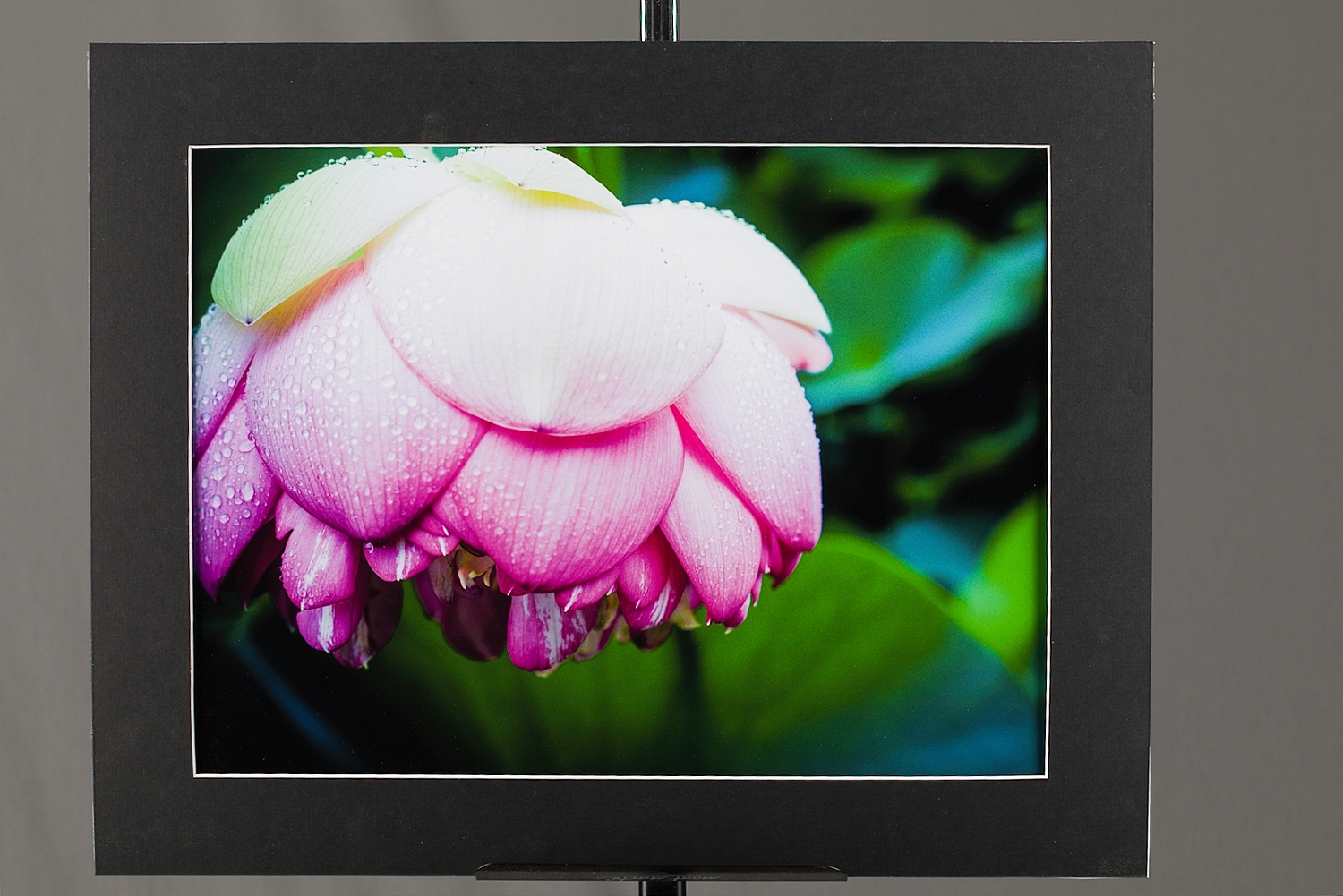 Lotus Flower 400x510 on backing foam board and black mat. | _MG_3403.jpg
